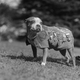 Illustration for article titled Vintage Photos Reveal Century-Long Obession with Dressing Up Pets